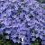 Campanula garganica filigree ligt blue 2.jpg